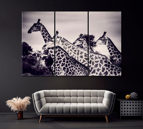 Giraffes in Black And White Fine Art Wall Art Canvas Printing Decor-3Panels